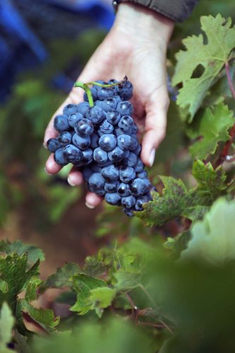 asesoramiento viticultura